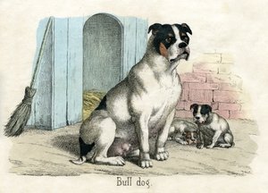 Bulldogge, aus The Natural History of Animals