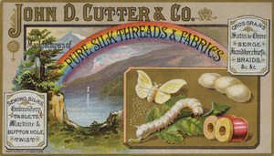 Schmetterling und Raupe von American School