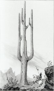 Cereus Giganteus von American School