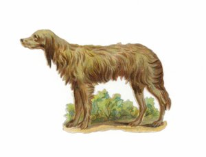 Irischer Wolfshund von American School