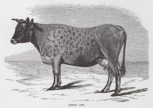 Jersey-Kuh (Stich) von American School