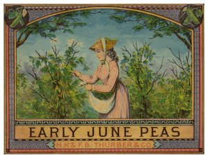 Dame pflückt frühe Juni-Erbsen