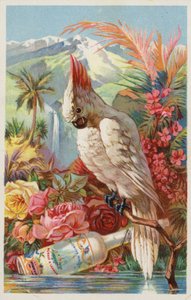 Ara sitzt mit Flasche von American School