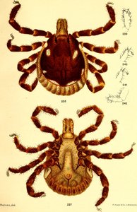 Männlicher Ablyomma Americanum, Illustration aus "Cattle ticks (Ixodoidea) of the United States" von D. E. Salmon und Charles Wardell