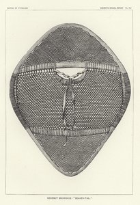 Nenenot-Schneeschuh - Biberschwanz von American School