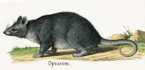 Opossum, aus Die Naturgeschichte der Tiere