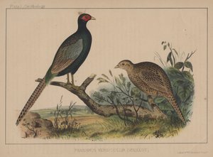 Phasianus Versicolor (Vieillot) von American School