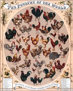 Geflügel der Welt Poster