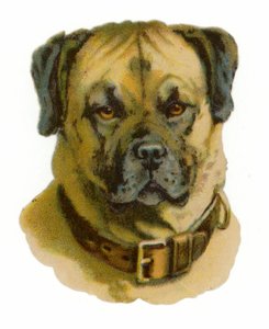 Rottweiler Kopf