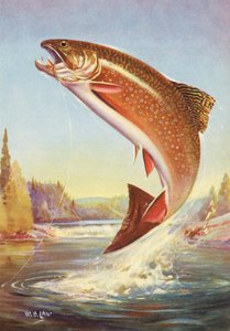Sportfischen: Springende Bachforelle von American School