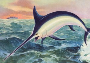 Sportfischen: Springender Schwertfisch von American School