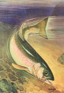 Sportfischen: Regenbogenforelle an der Leine von American School