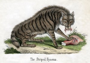 Gestreifte Hyäne, aus Die Naturgeschichte der Tiere