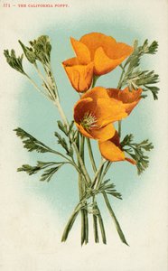 Die Kalifornische Mohnblume von American School