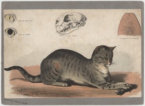 Die Katze