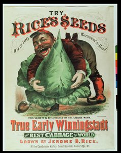 Probieren Sie Rices Samen, der beste Kohl der Welt von American School