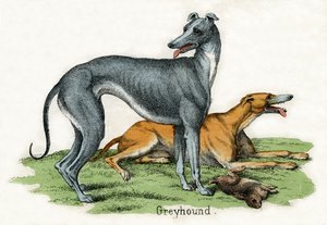 Zwei Windhunde, aus Die Naturgeschichte der Tiere