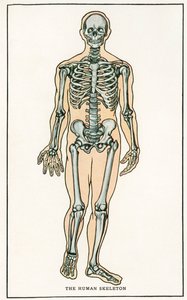 Vintage anatomischer Druck des menschlichen Skeletts
