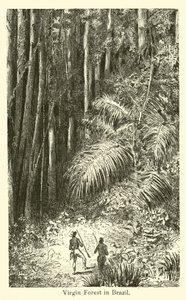 Urwald in Brasilien von American School