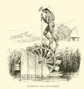 Bewässerung der Reisfelder von American School