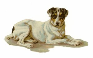 Junger Hund liegt von American School