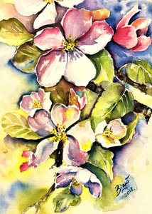Frühlingsapfelblüten