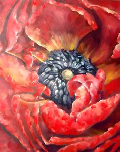 Lebendiger roter Mohn