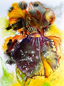 Lebendige Aquarell Iris