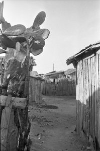 Feigenkaktus im Slum von Crotone von Ando Gilardi