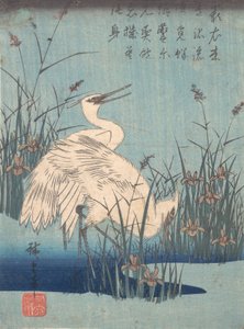 Reiher in Iris und Gräsern