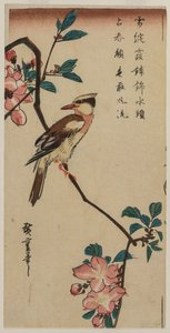 Koreanische Nachtigall auf Kirschzweig von Ando Hiroshige