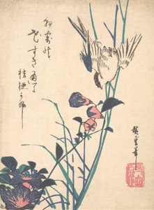 Großblütiger Flachsschnabel und Spatz, ca. 1833