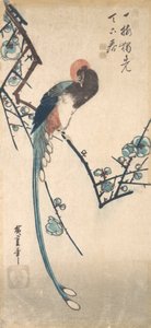 Langschwanzvogel von Ando Hiroshige