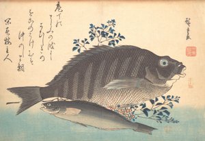 Shimadai und Ainame Fisch, aus der Serie Uozukushi Jede Fischart, 1840er von Ando Hiroshige