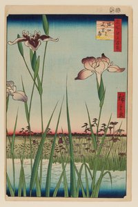 Horikiri Iris Garten