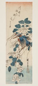 Eisvogel und Viburnum