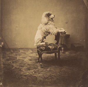Kaiserin Eugénies Pudel von Andre Adolphe Eugene Disderi