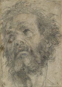 Kopf eines Mannes von Andrea del Sarto