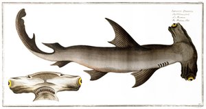 Hammerhai (Balance Fish), veröffentlicht von Black von Andreas Ludwig Kruger