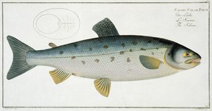 Lachs (Salmo Salar) Tafel XX aus 