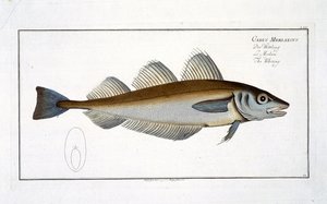 Whiting (Gadus Merlangus) Tafel LXV aus 