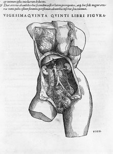 Anatomische Tafel einer weiblichen Büste. Gravur in „Humani corporis fabrica libri septem“ von Andrea Vesalio (1514-1564), Arzt von Karl V., Basel 1543. von Andreas Vesalius