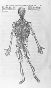 Andreas Vesalius (1514 - 1564), Arzt von Karl V. „Humani corporis fabrica libri septem“, Basel 1543.