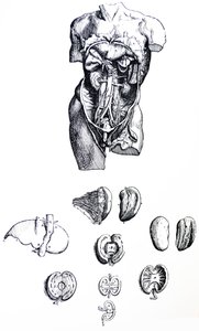 Die Tafeln aus dem fünften Buch der De Humani Corporis Fabrica