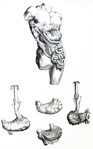 Die Tafeln aus dem fünften Buch der De Humani Corporis Fabrica