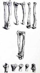 Die Tafeln aus dem ersten Buch der De Humani Corporis Fabrica