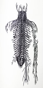 Die Tafeln aus dem vierten Buch der De Humani Corporis Fabrica von Andreas Vesalius