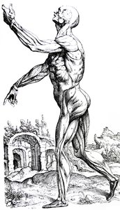 Die Platten aus dem zweiten Buch der De Humani Corporis Fabrica