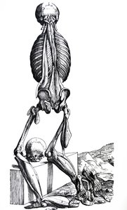 Die Platten aus dem zweiten Buch der De Humani Corporis Fabrica