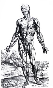 Die Tafeln aus dem zweiten Buch der De Humani Corporis Fabrica